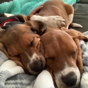 Meet your Posher, Shelly